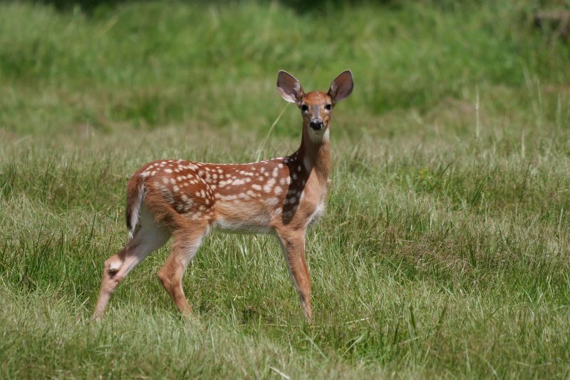 View Our Wildlife: Upstate SC Trail 